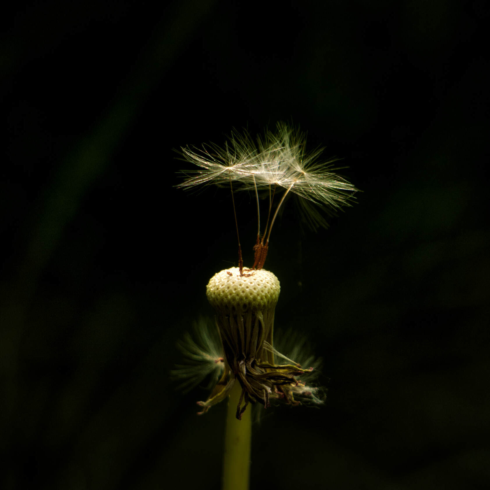 Dandelion