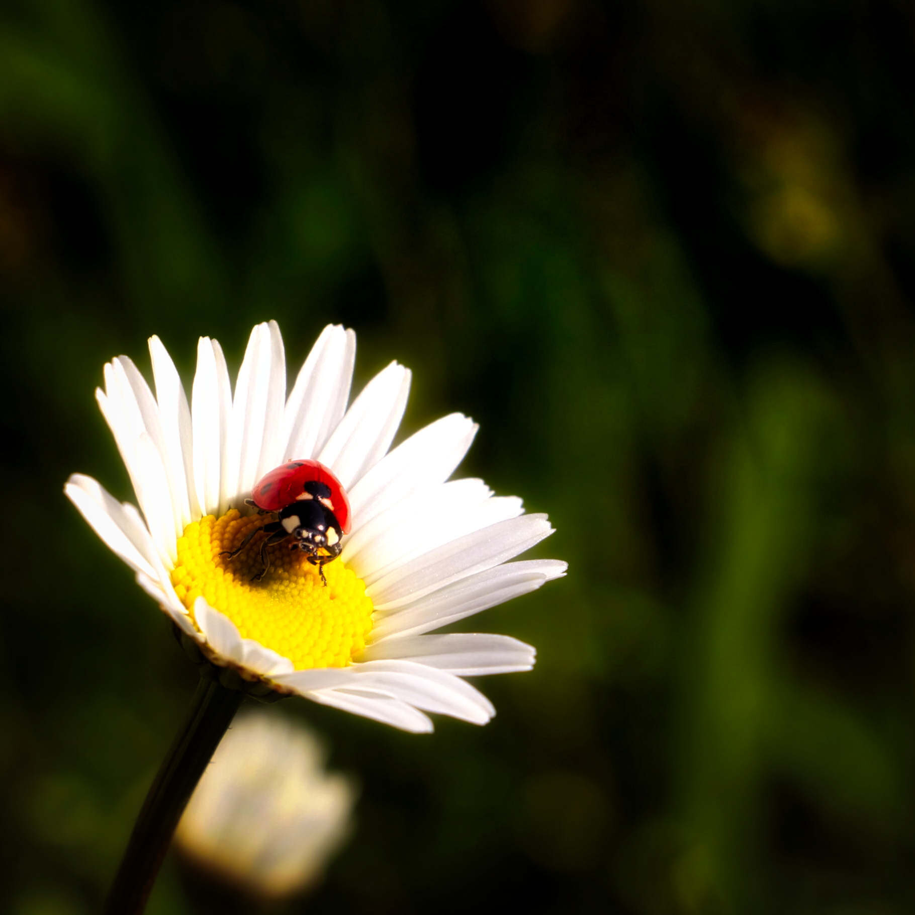 Flower with Beetle