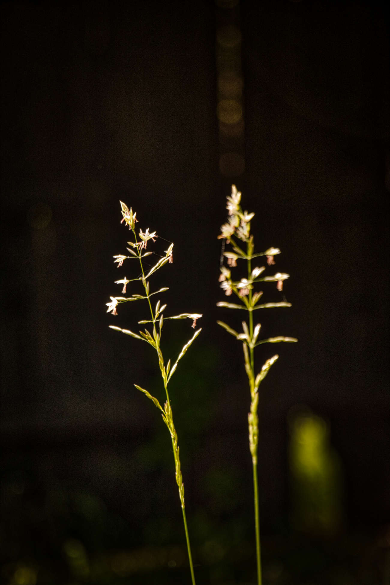 Grass Straw